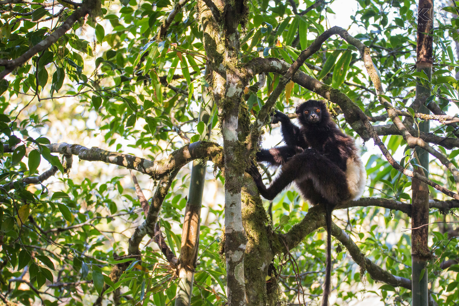 Ranomafana - Milne-Edwards' sifaka De regenwouden van Ranomafana zijn gelegen in het zuidoostelijke deel van Madagaskar. Dit nationale park is het meest bezochte park van het land en heeft een hele hoge biodiversiteit. We zagen er een groep van Milne-Edwards' sifaka's. Deze grote donkere maki is een bedreigde diersoort. Stefan Cruysberghs